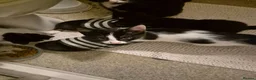 Mixed Breed cats for sale: Nice and playful in Northolt - Advert 2