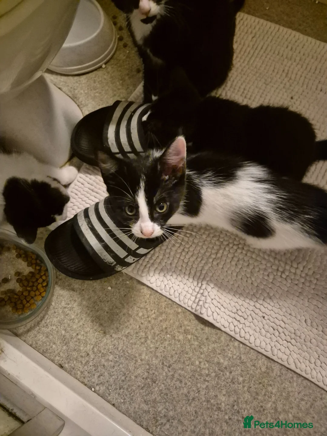 Mixed Breed cats for sale: Nice and playful in Northolt - Advert 2