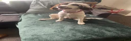 English Springer Spaniel dogs for sale: English springer spaniel - Advert 2