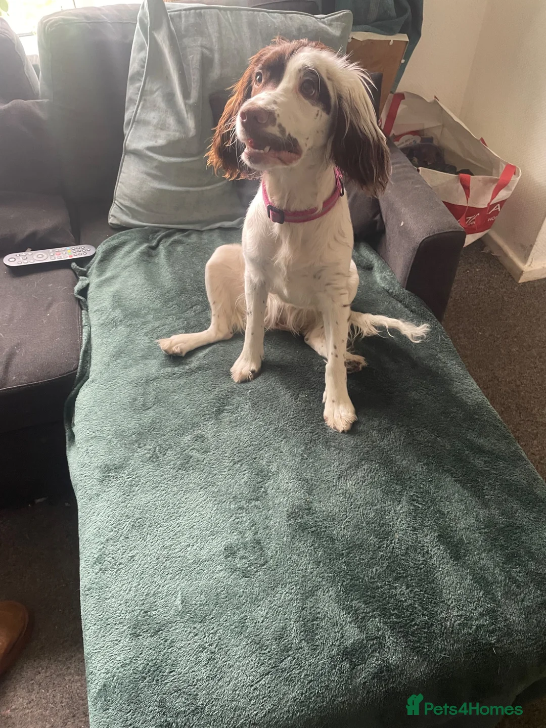 English Springer Spaniel dogs for sale: English springer spaniel - Advert 2