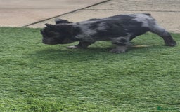 French Bulldog dogs for sale: Fluffy french bulldogs +c2  - Image 19