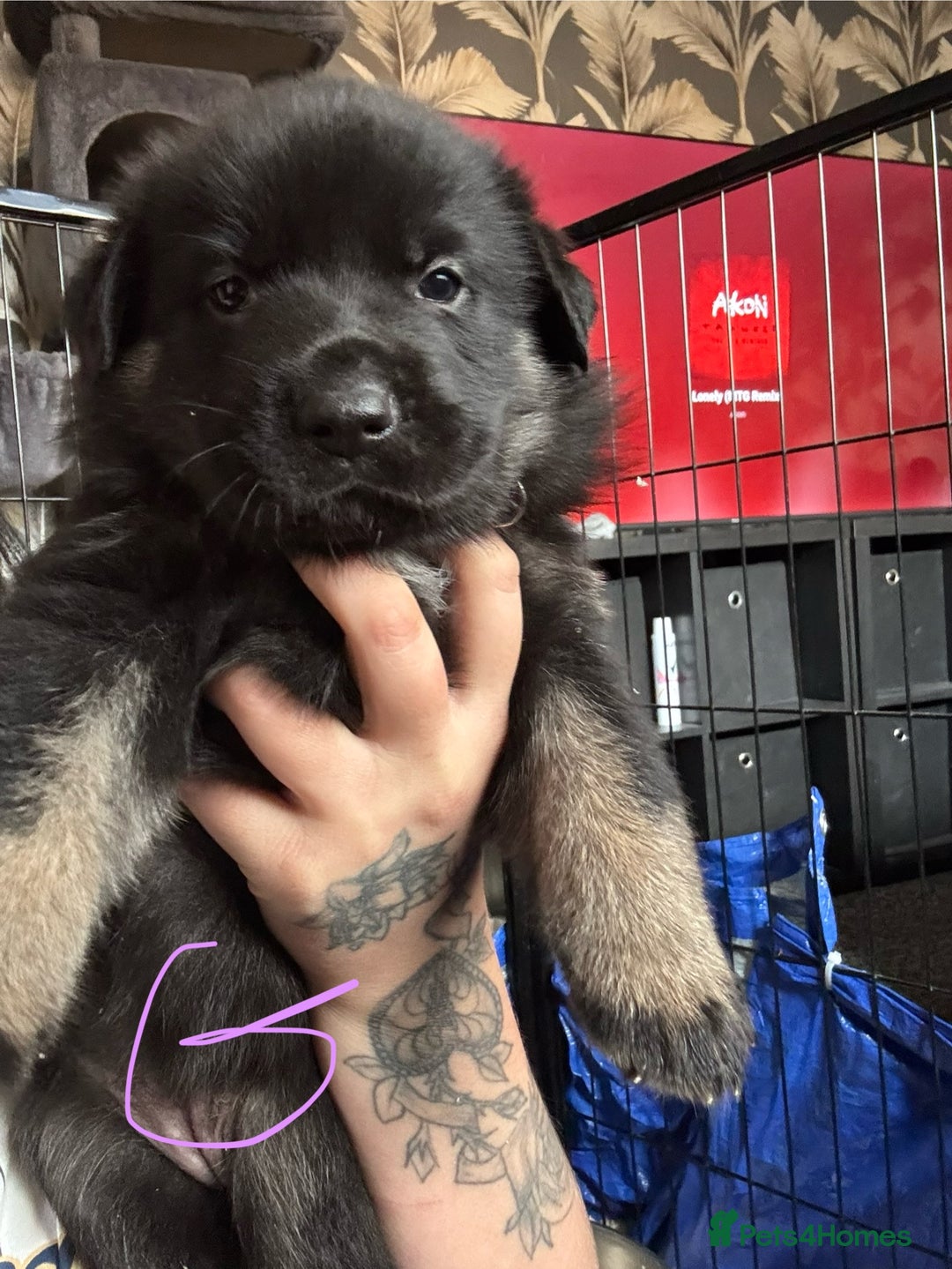 Mixed Breed dogs for sale: Shepweiler puppies READY TO RESERVE! - Image 12