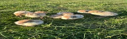 Turkeys poultry for sale: Bourbon red turkey poults  in Colchester - Advert 1