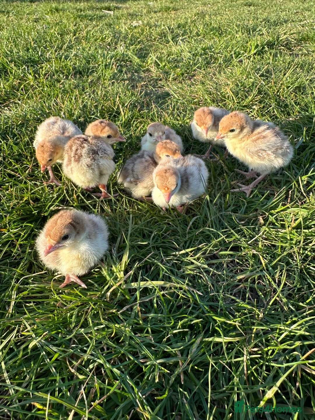 Turkeys poultry for sale: Bourbon red turkey poults  in Colchester - Advert 1