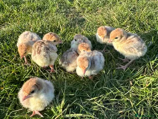 Turkeys poultry for sale: Bourbon red turkey poults - Advert 3