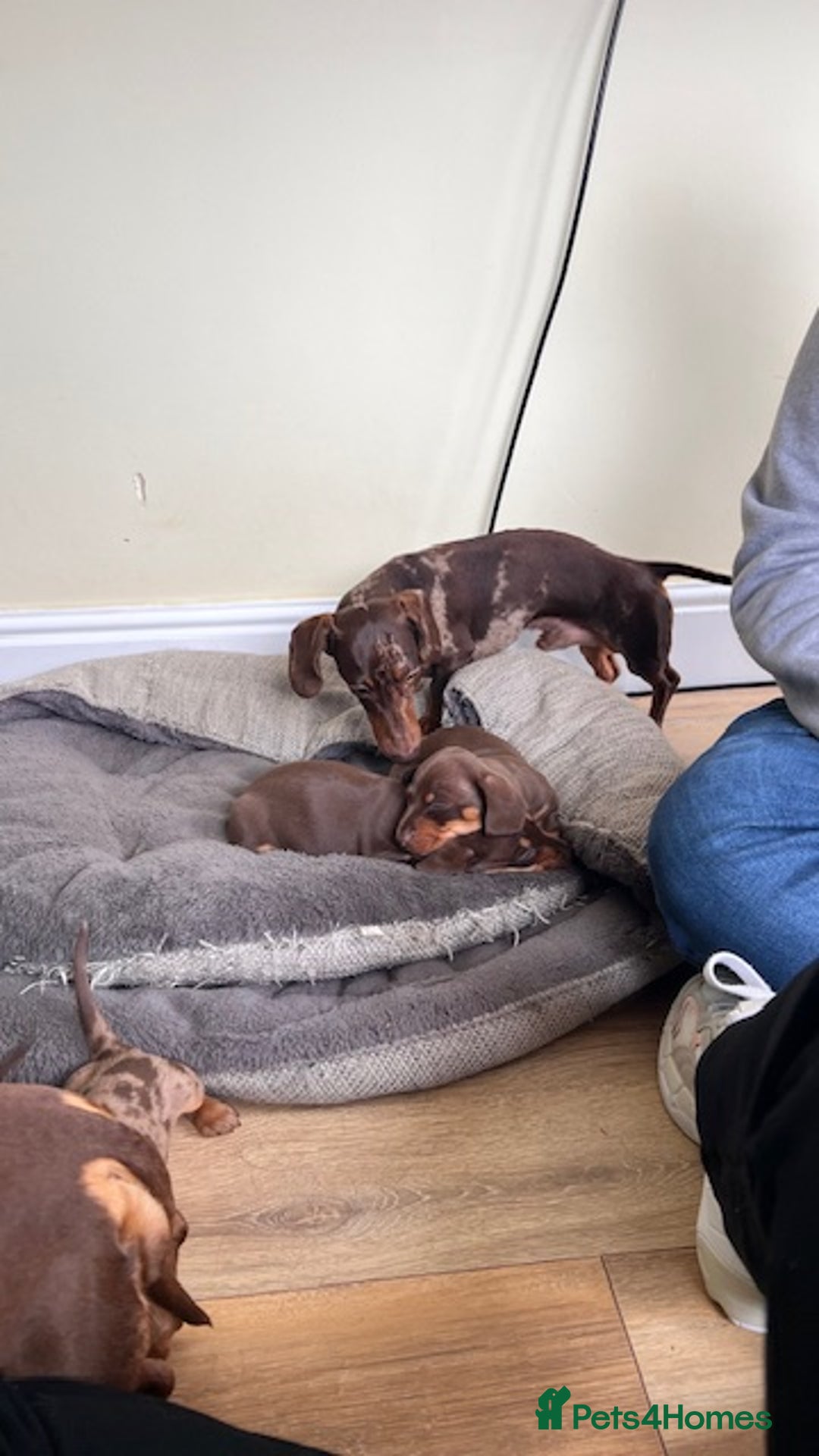 Miniature Dachshund dogs for stud: 🐾 KC Miniature Dachshund – Otto Von Krumm 🐾 - Image 8