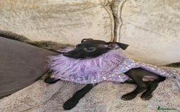 Italian Greyhound dogs for sale: KC reg  Italian greyhound puppies  - Image 11