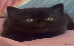British Shorthair cats for sale: Stunning kittens 🎀🩵💞 - Image 4