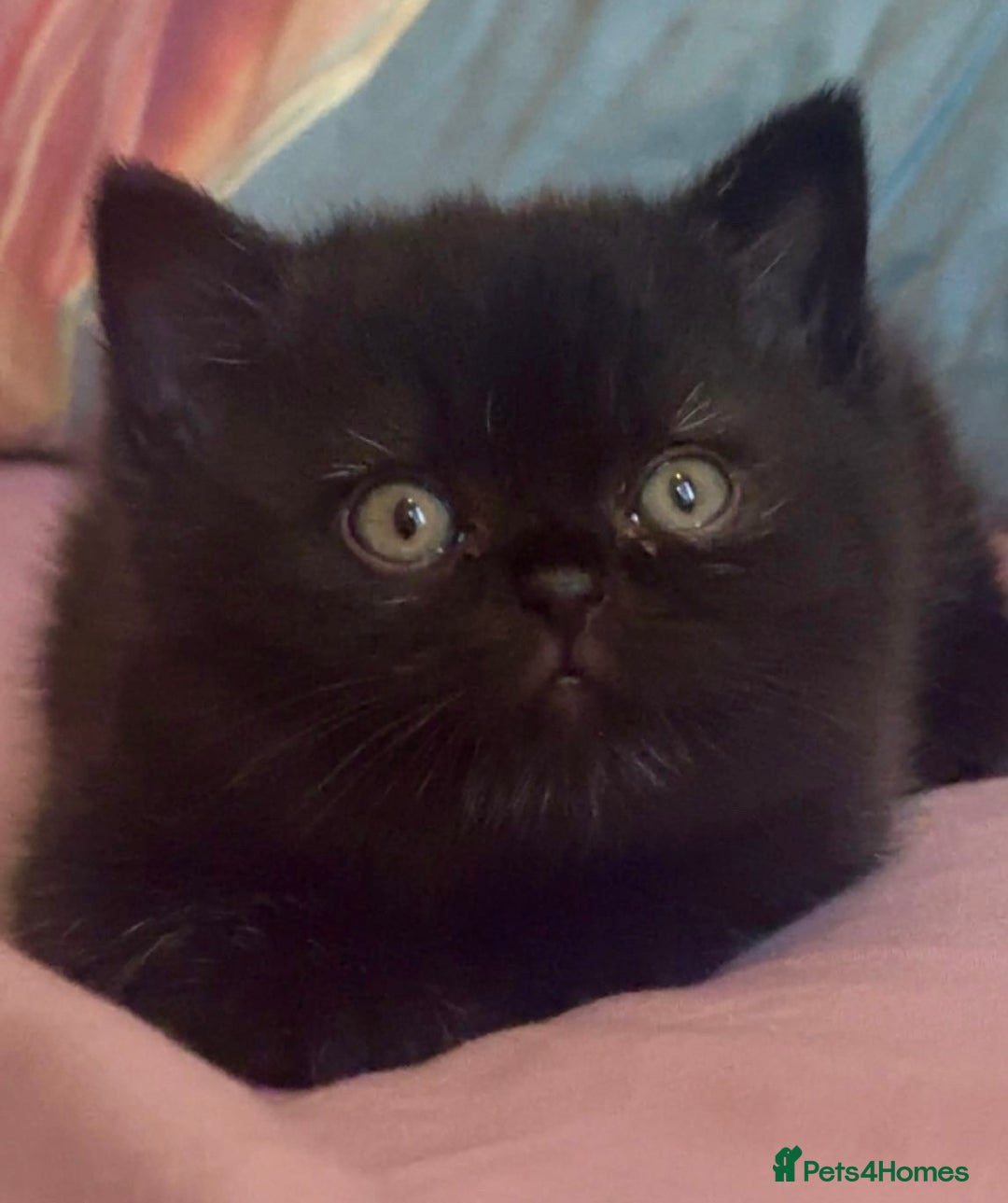 British Shorthair cats for sale: Stunning kittens 🎀🩵💞 - Image 4