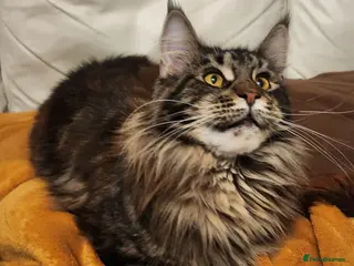 Maine Coon cats Pedigree Maine coon - Advert 15