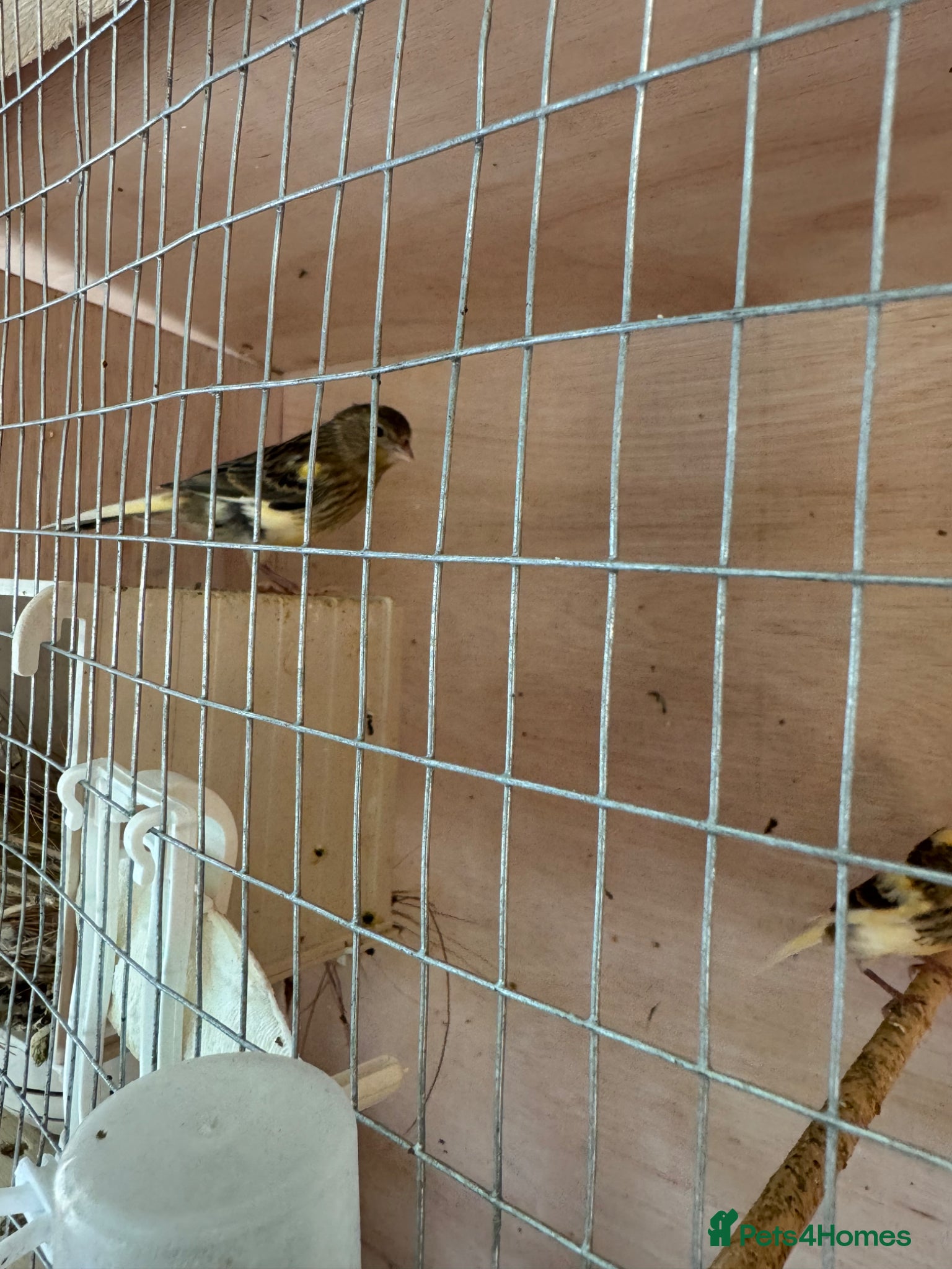 Canaries birds for sale: 2 x lovely young canaries  - Advert 6