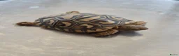 Tortoise reptiles for sale: Leopard Tortoise hatchlings in Rugby - Advert 16