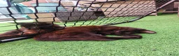 Mixed Breed cats for sale: Lexxi in Deeside - Advert 6