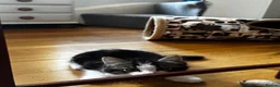 Mixed Breed cats for sale: Beautiful Baby Kittens  - Advert 8
