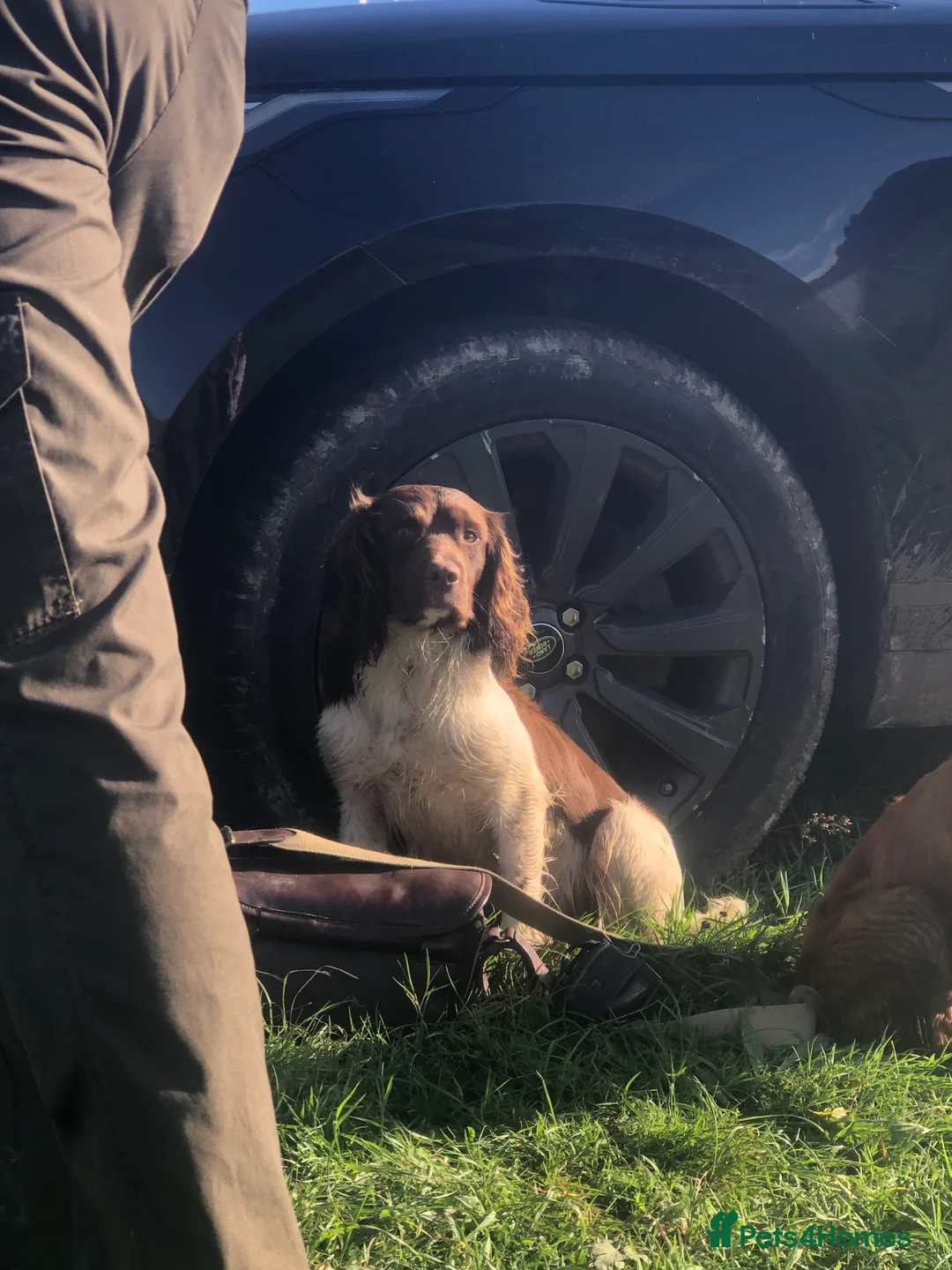 English Springer Spaniel dogs for stud: ACE SPIRIT ONE OF ELISHADE  in Tonbridge - Advert 2