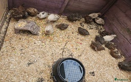 Quail poultry for sale: 27 quail available hatched 2025 - Image 3