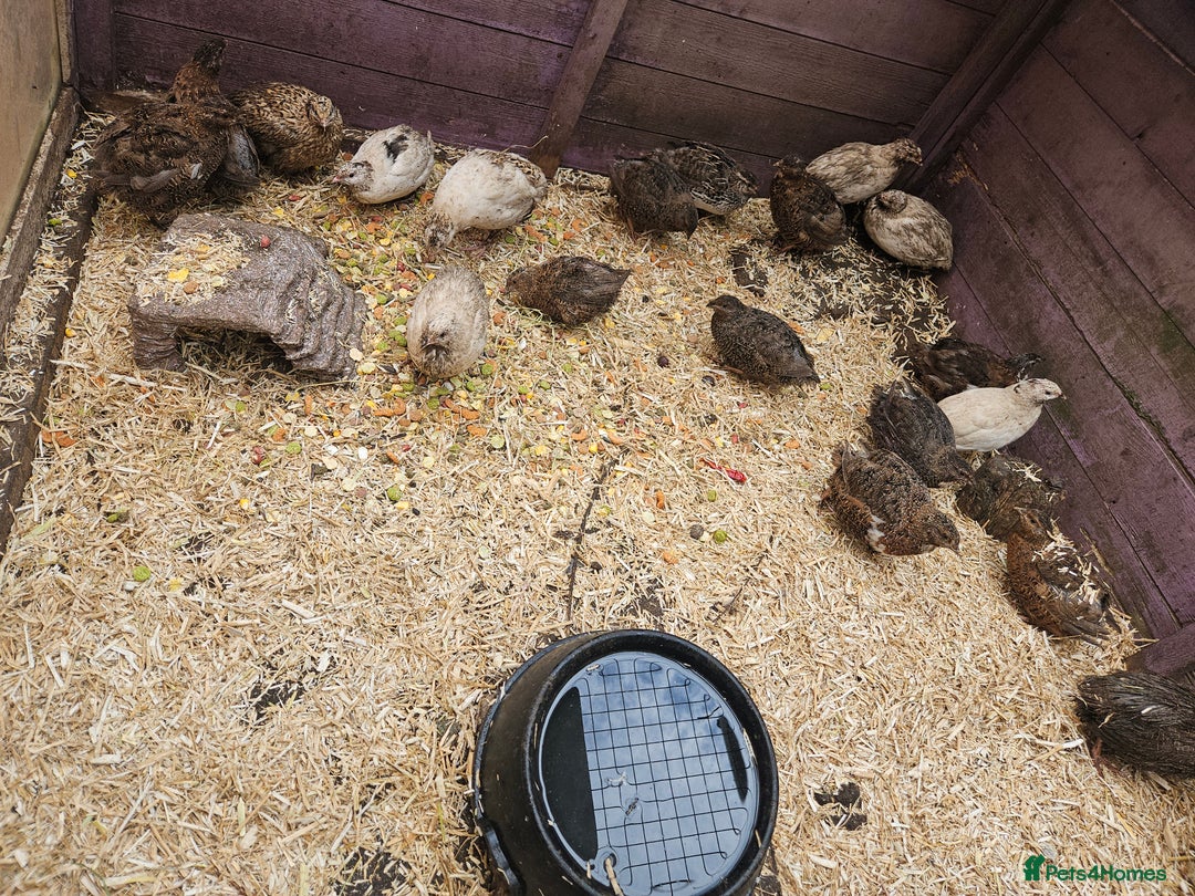 Quail poultry for sale: 27 quail available hatched 2025 - Image 3