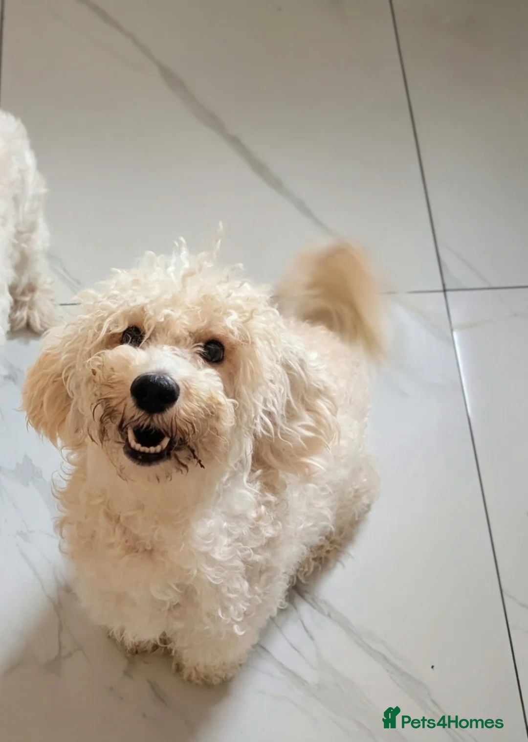 Cavapoochon dogs for sale: Cavapoochon puppies  - Advert 5