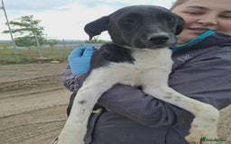 Mixed Breed dogs for adoption: Spook - Fakenham Norfolk  - Image 2
