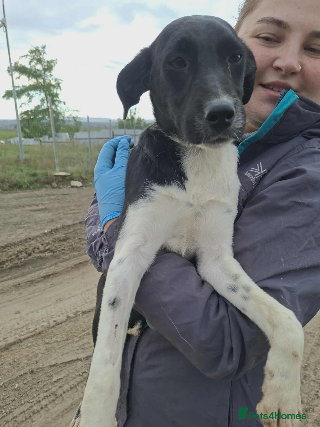 Mixed Breed dogs for adoption: Spook - Fakenham Norfolk  - Image 2