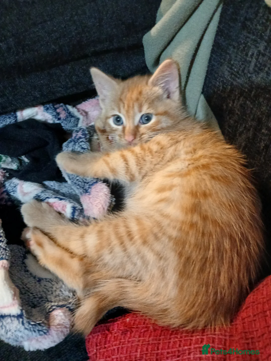 Mixed Breed cats for sale: Mixed breed - Advert 1