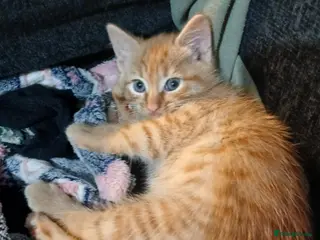 Mixed Breed cats Mixed breed - Advert 1