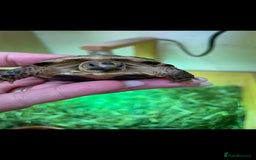 Tortoise reptiles for sale: Baby Horsefeild Tortoises  - Advert 3