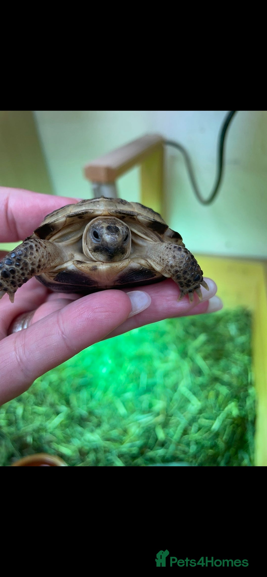 Tortoise reptiles for sale: Baby Horsefeild Tortoises  - Advert 3