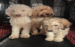 Cockapoo dogs for sale: Adorable 4-Month-Old Male Cockapoo for Sale 🐶 - Image 3