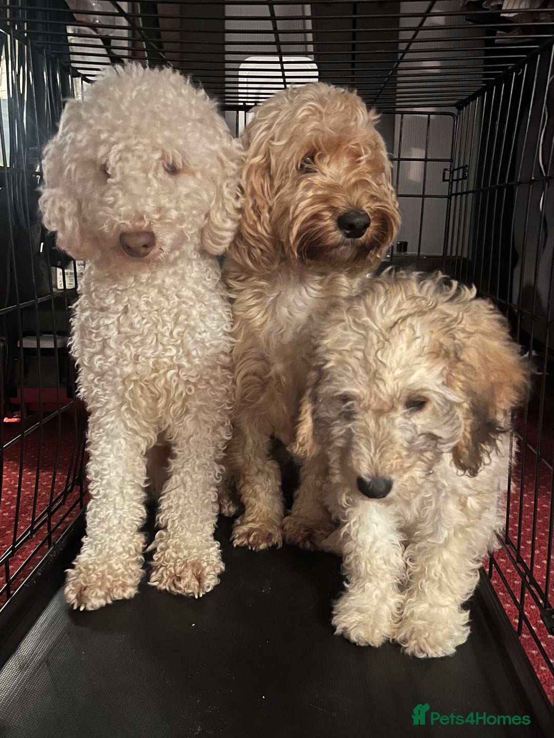 Cockapoo dogs for sale: Adorable 4-Month-Old Male Cockapoo for Sale 🐶 - Image 3