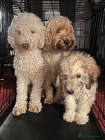 Cockapoo dogs - Advert 1