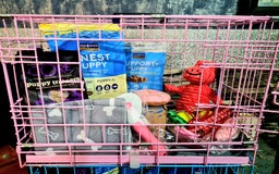 Cockapoo dogs for sale: READY TO LEAVE 4TH OF DECEMBER - Advert 30