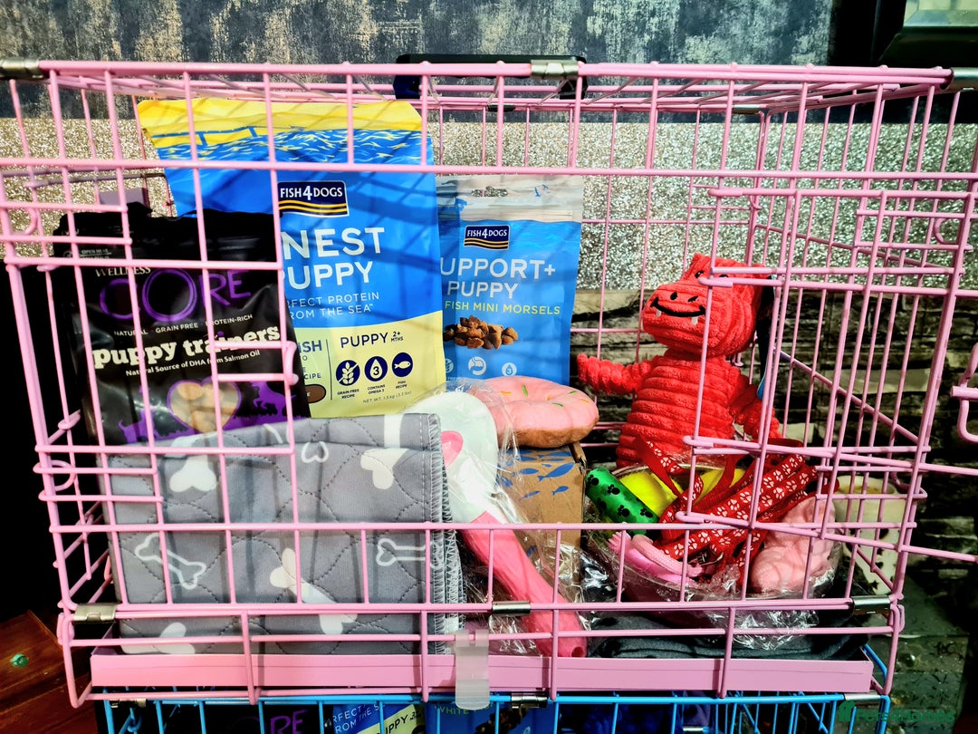 Cockapoo dogs for sale: READY TO LEAVE 4TH OF DECEMBER - Advert 30