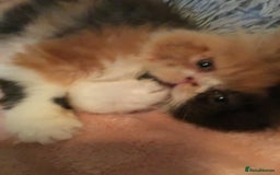 Persian cats for sale: GCCF Registered Persian Female  - Image 7