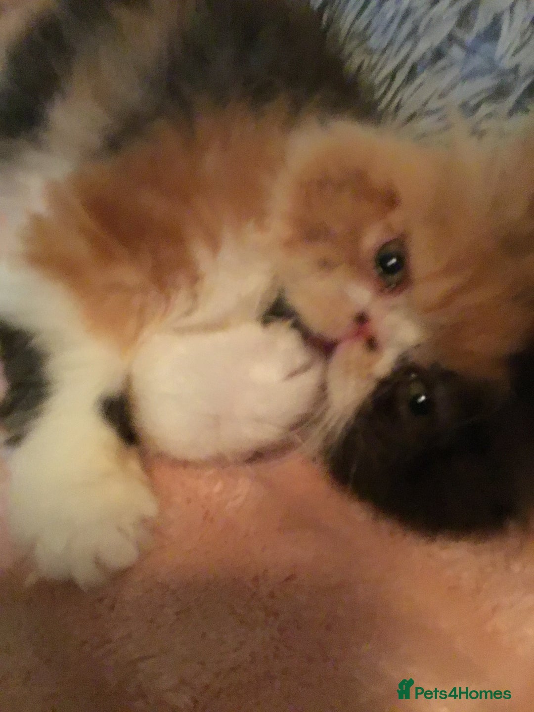 Persian cats for sale: GCCF Registered Persian Female  - Image 7