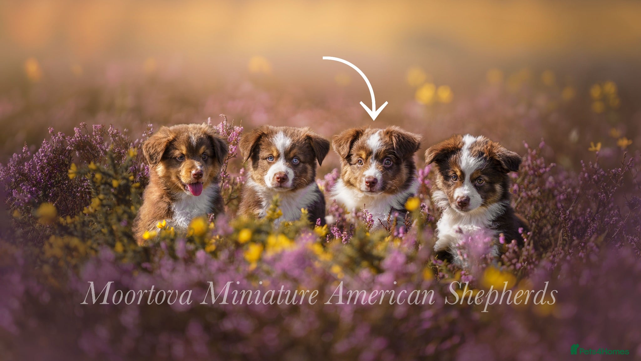 Miniature American Shepherd dogs Red Tri Miniature American Shepherd Puppies  - Advert 2