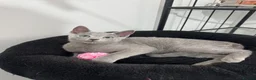 Russian Blue cats for sale: Still available very cuddly russian blue  - Advert 4