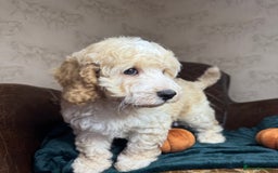 Cockapoo dogs for sale: Pedro f1 cockapoo  - Image 11