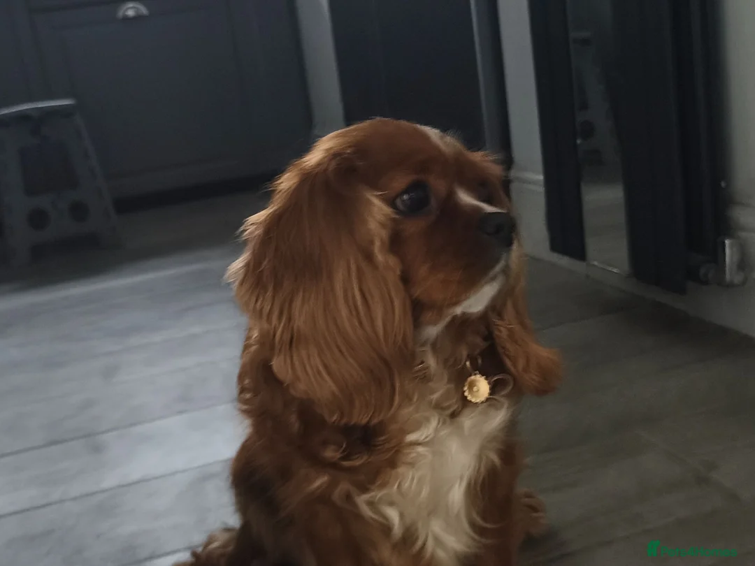 Cavalier King Charles Spaniel dogs for sale: Daisy age 7  in Rochester - Advert 3