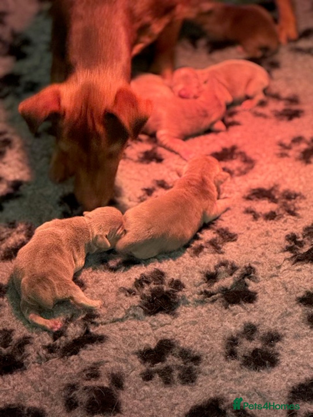 Jack Russell dogs for sale: STUNNING MINIATURE JRT's FOR SALE - Advert 5