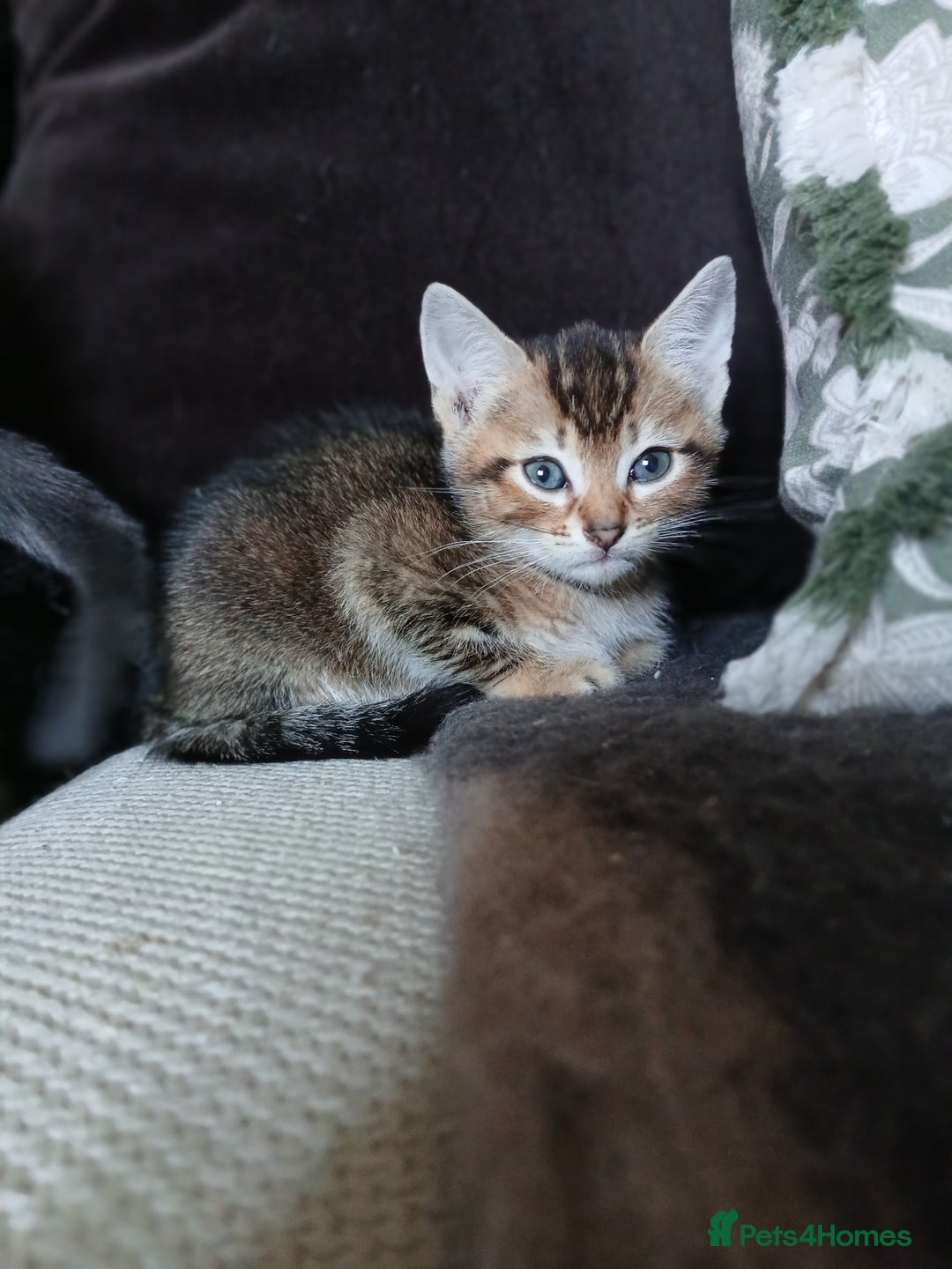 Bengal cats for sale: BLUE Bengal Cross Kittens - Advert 8