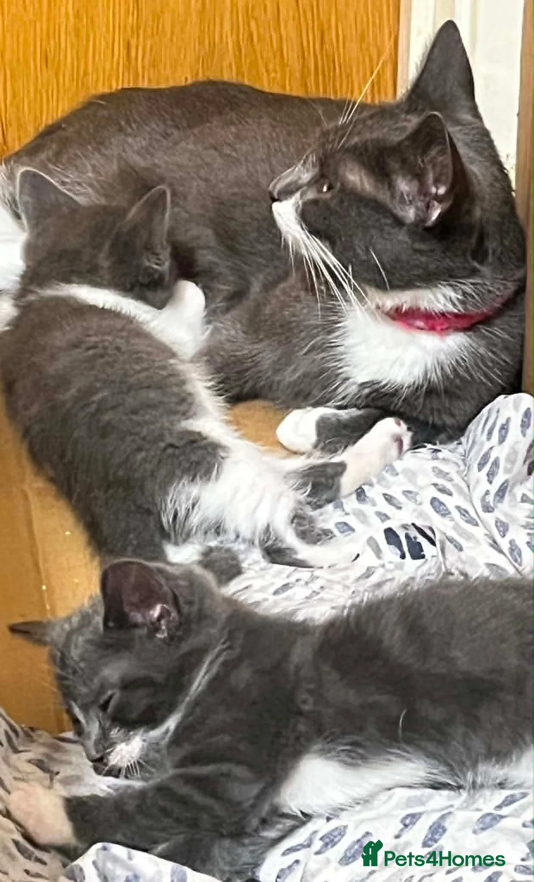 British Shorthair cats for sale: Beautiful Grey & White British Shorthair Kittens - Advert 6