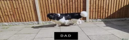 Newfoundland dogs for sale: Stunning Newfoundland Puppies  - Advert 4