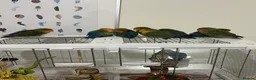 Lovebirds birds for sale: Bonded pairs of lovebirds for sale  in Northwich - Advert 4