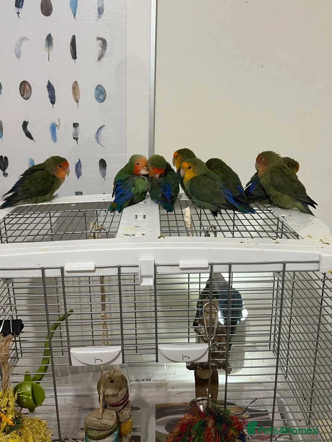 Lovebirds birds for sale: Bonded pairs of lovebirds for sale  in Northwich - Advert 4
