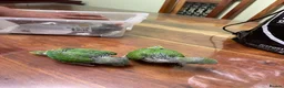 Ringnecks birds for sale: Ringneck Breeding Pair Available | DNA Tested  in Ruislip - Advert 3