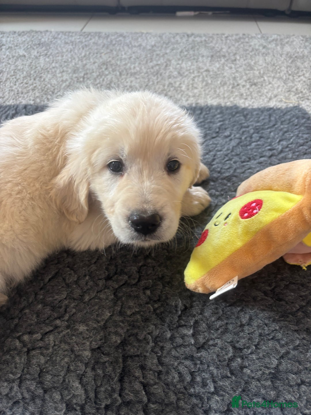 Golden Retriever dogs for sale: Beautiful Golden Retriever puppies - Image 10