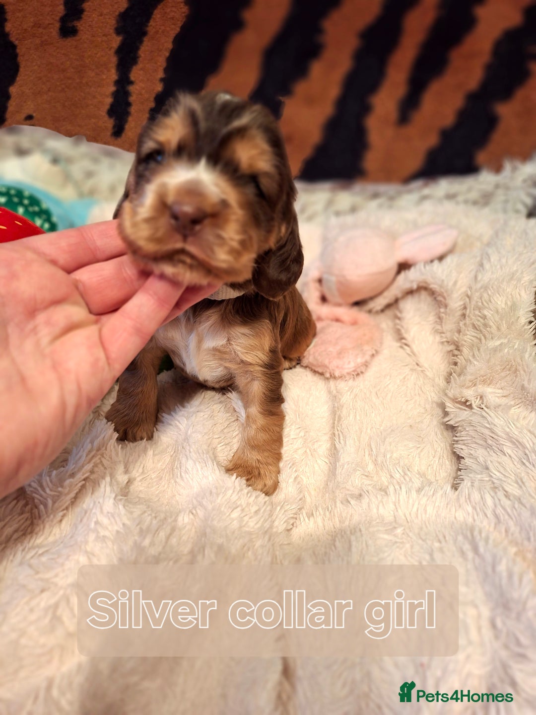 Cocker Spaniel dogs for sale: KC Registered Stunning Show tipe cocker spaniel  - Advert 2