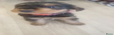 Airedale Terrier Puppy 3