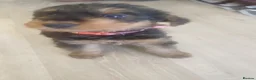Airedale Terrier dogs for sale: Airedale terrier puppies  - Advert 5